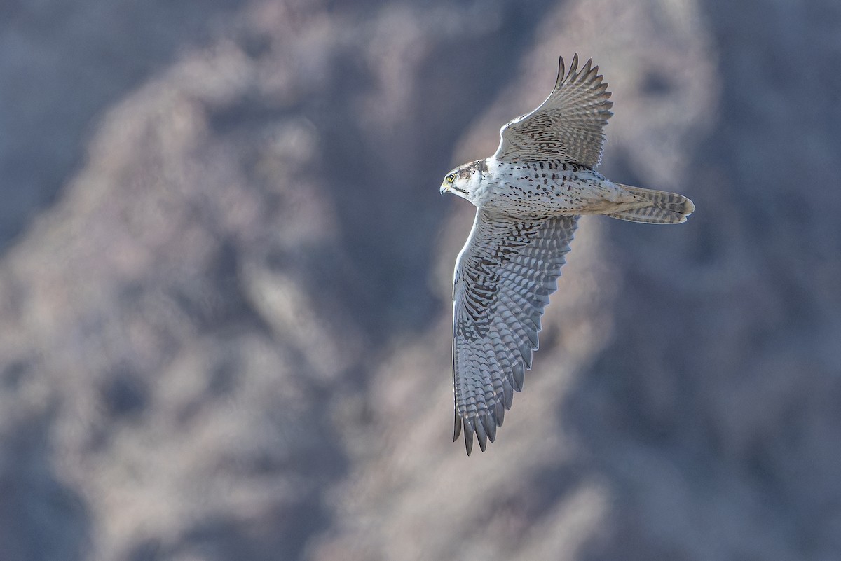 Sakre belatza - ML644836664