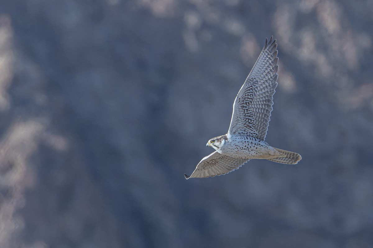 Sakre belatza - ML644836665