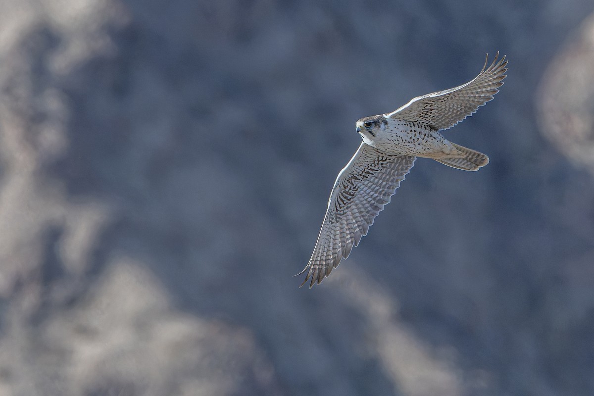 Sakre belatza - ML644836666