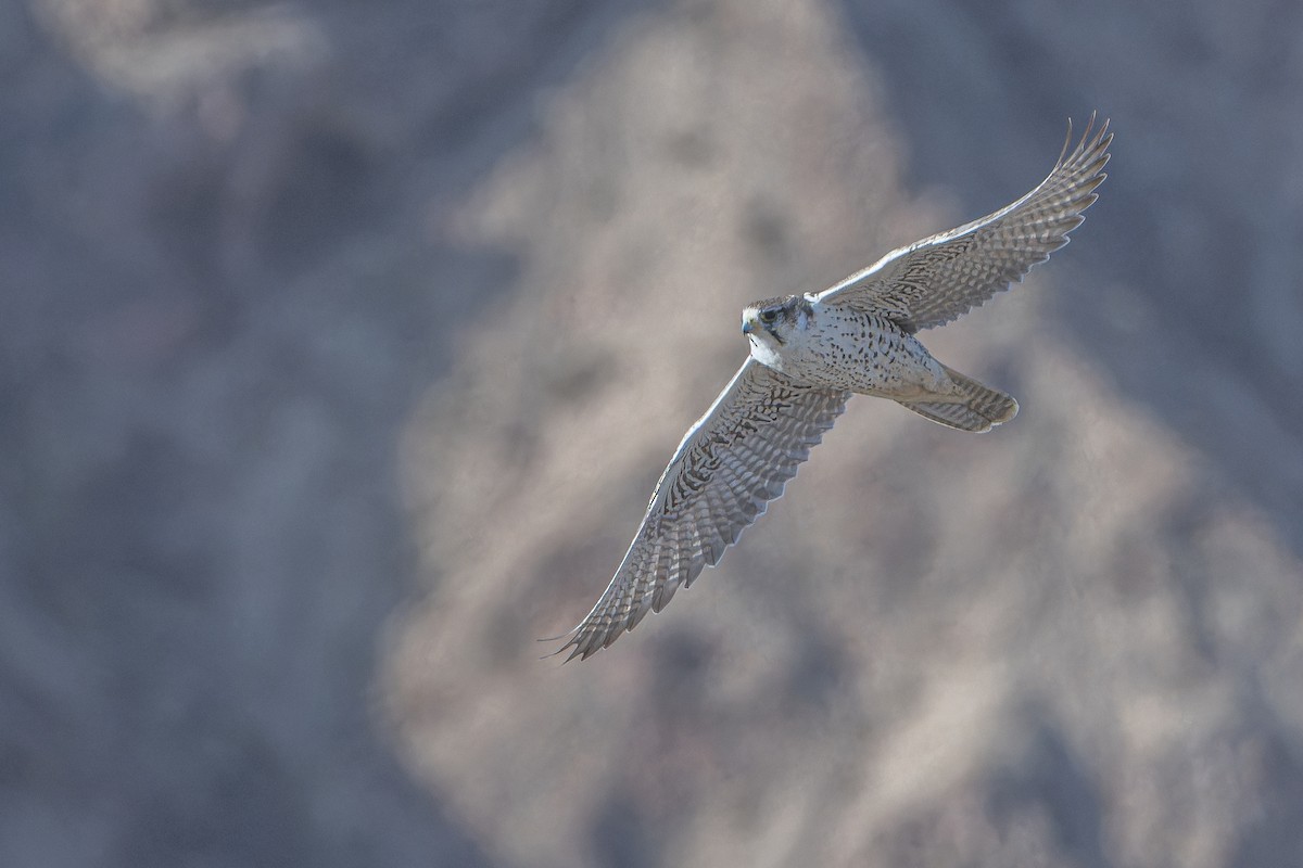 Sakre belatza - ML644836667