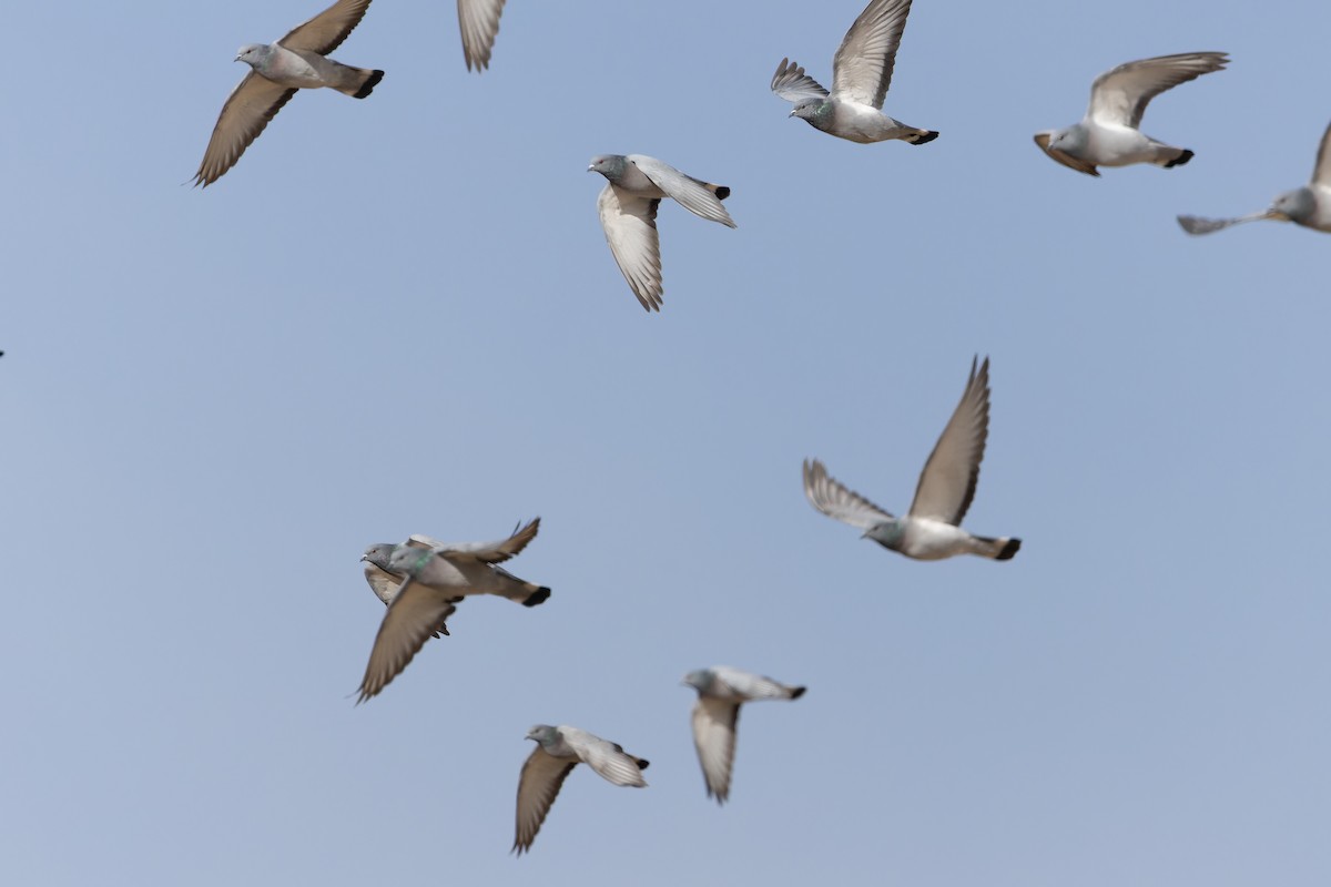 Hill Pigeon - ML644836714