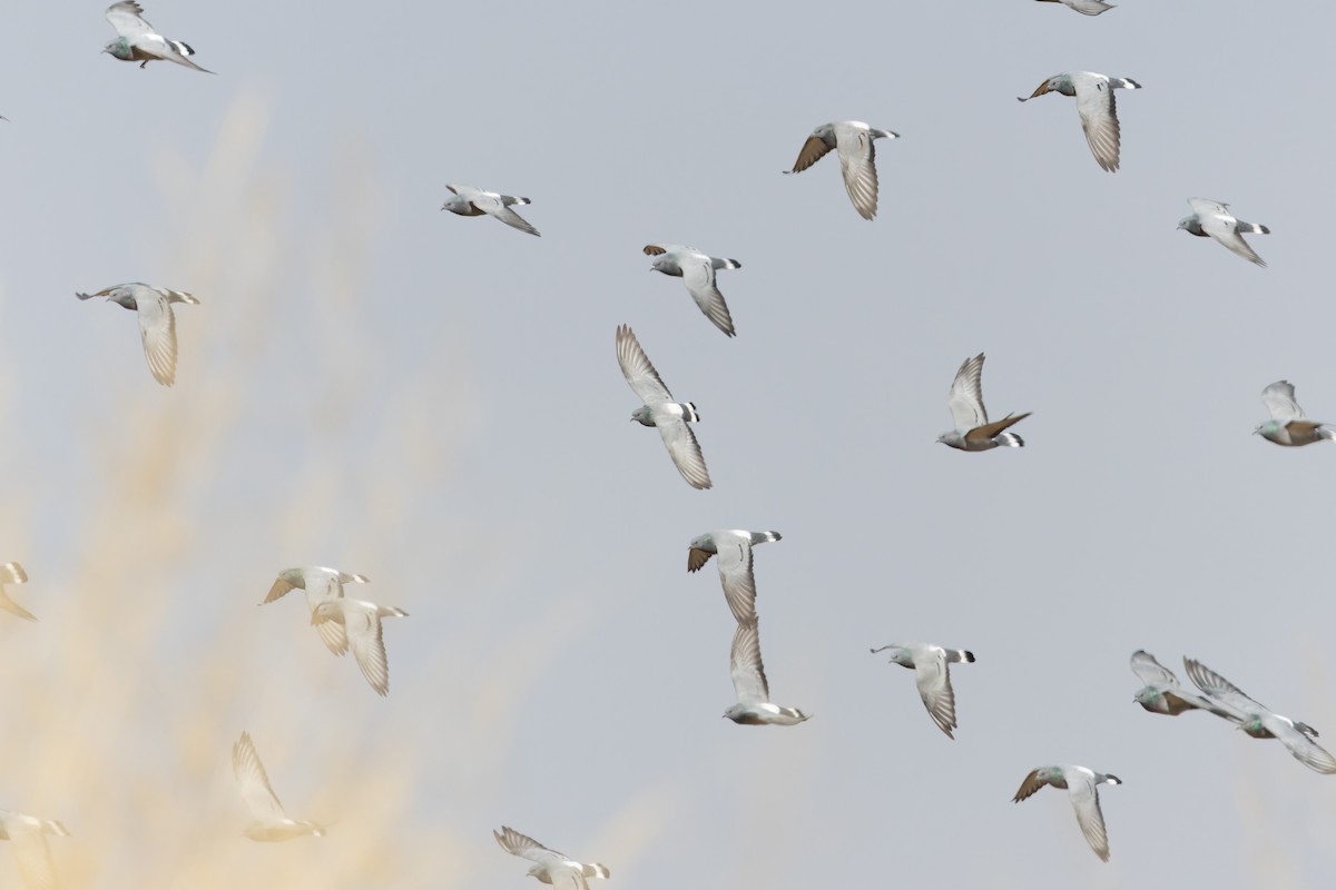 Hill Pigeon - ML644836715