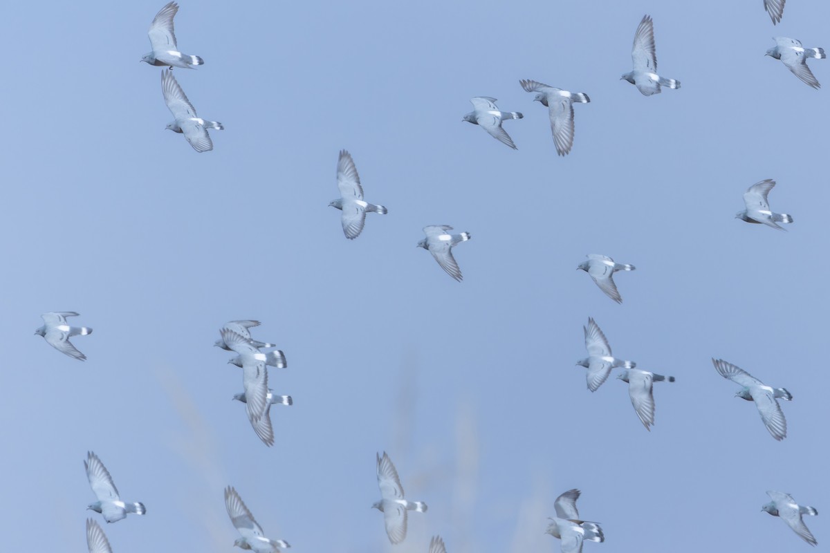 Hill Pigeon - ML644836716