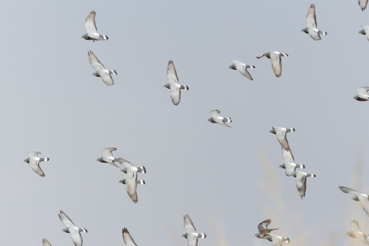 Hill Pigeon - ML644836717