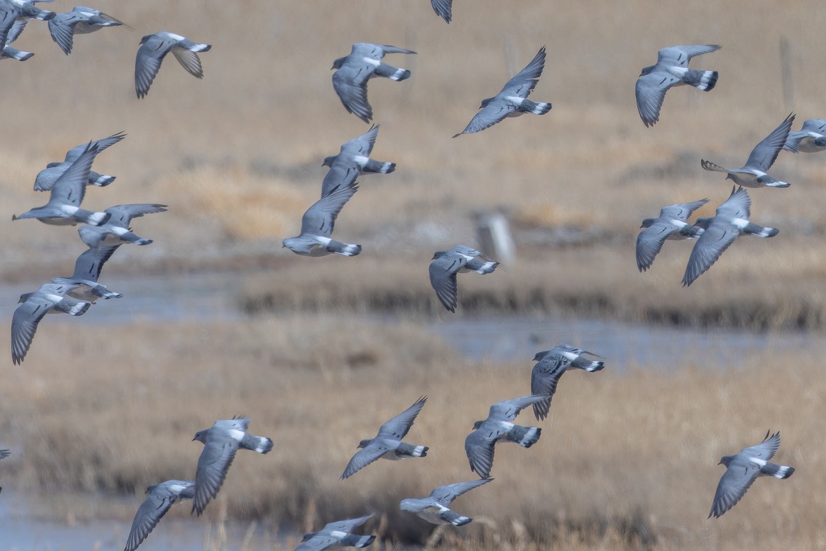 Hill Pigeon - ML644836718