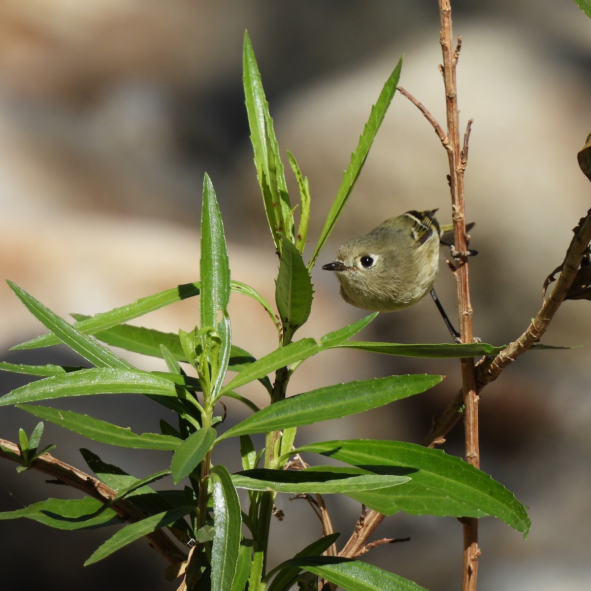 Ruby-crowned Kinglet - ML644836742