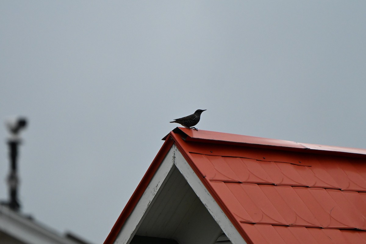 זרזיר מצוי - ML644836760