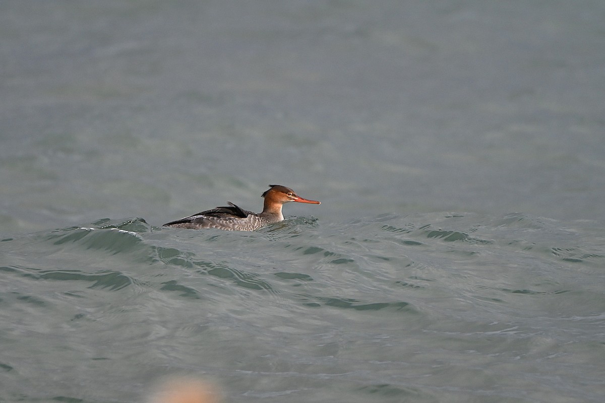 Red-breasted Merganser - ML644836772