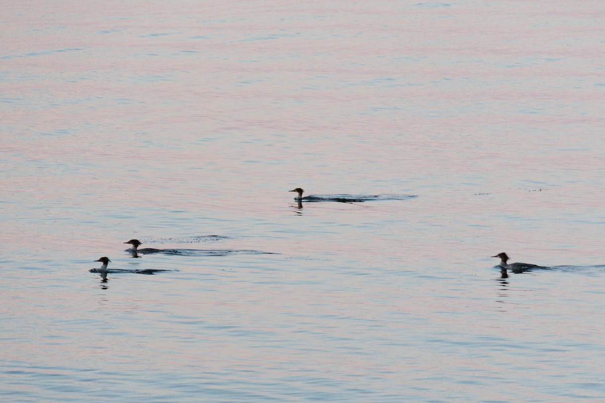 Red-breasted Merganser - ML644836814