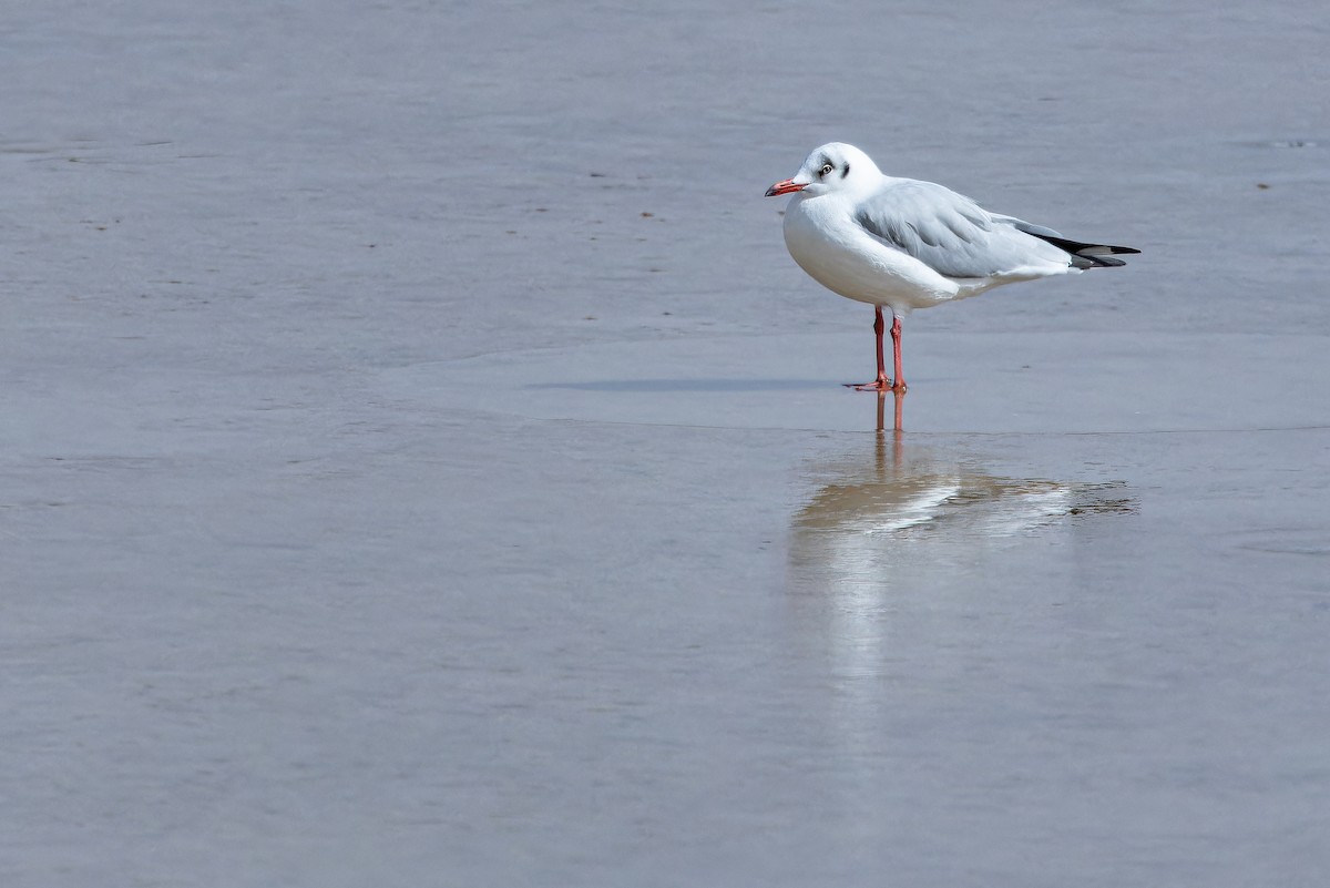 Brown-headed Gull - ML644836824