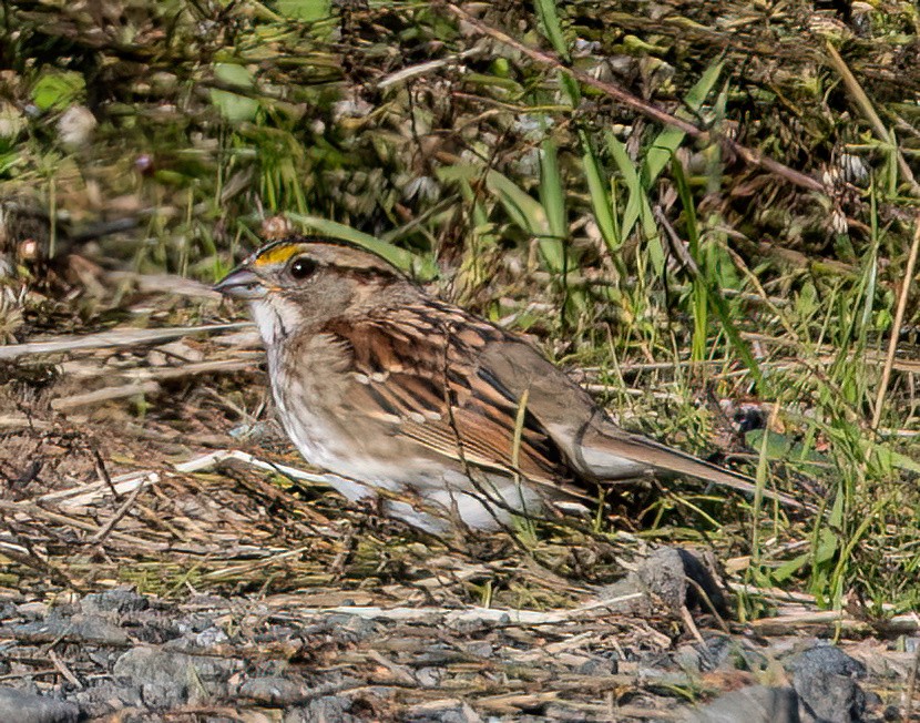 White-throated Sparrow - ML644836825