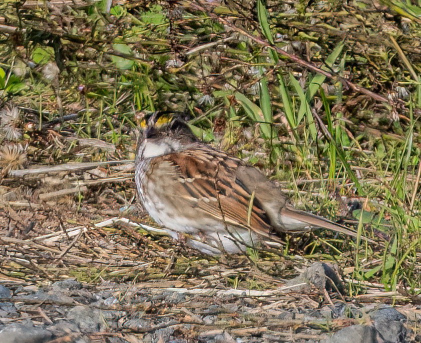 White-throated Sparrow - ML644836826