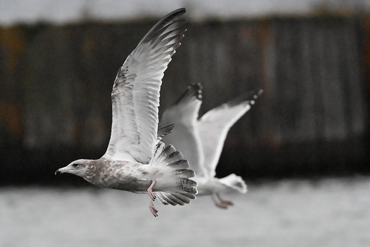 Goéland hudsonien - ML644836830