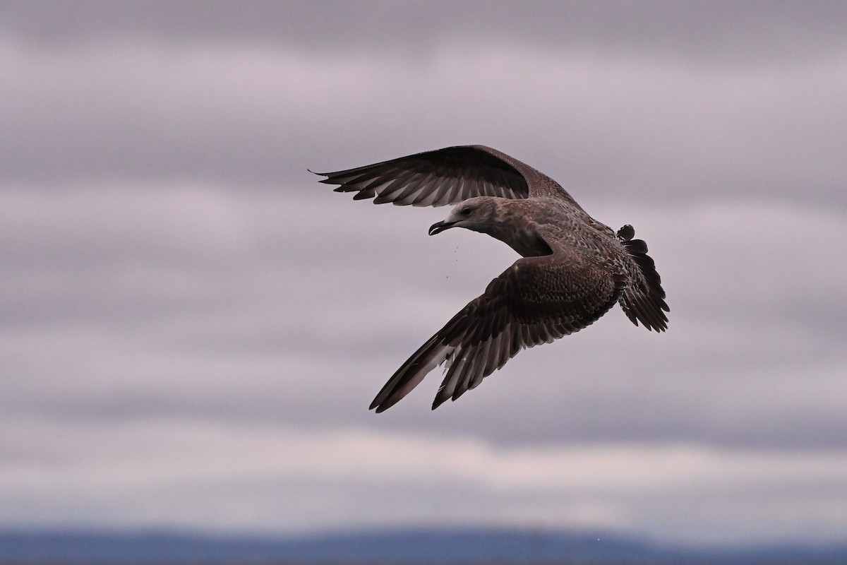 Goéland hudsonien - ML644836831