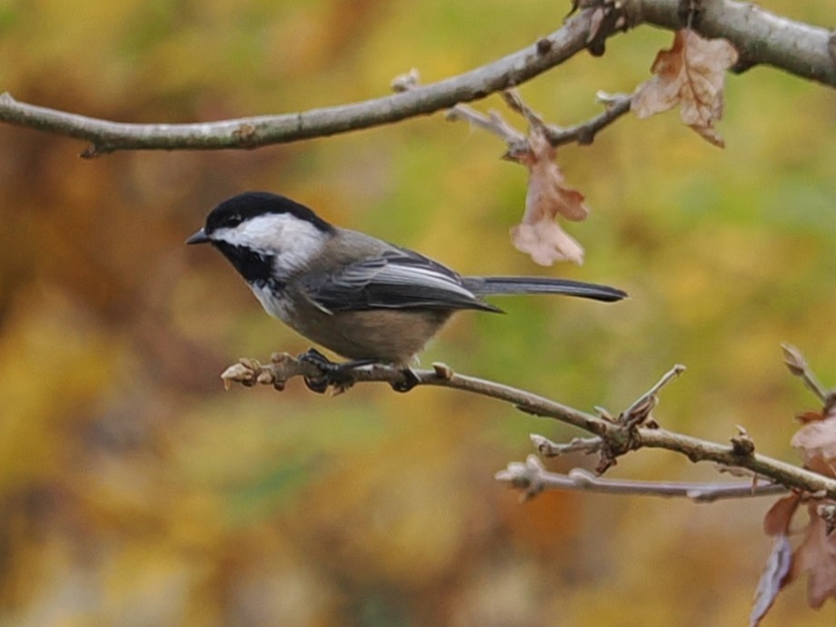 Amerika Baştankarası - ML644836864