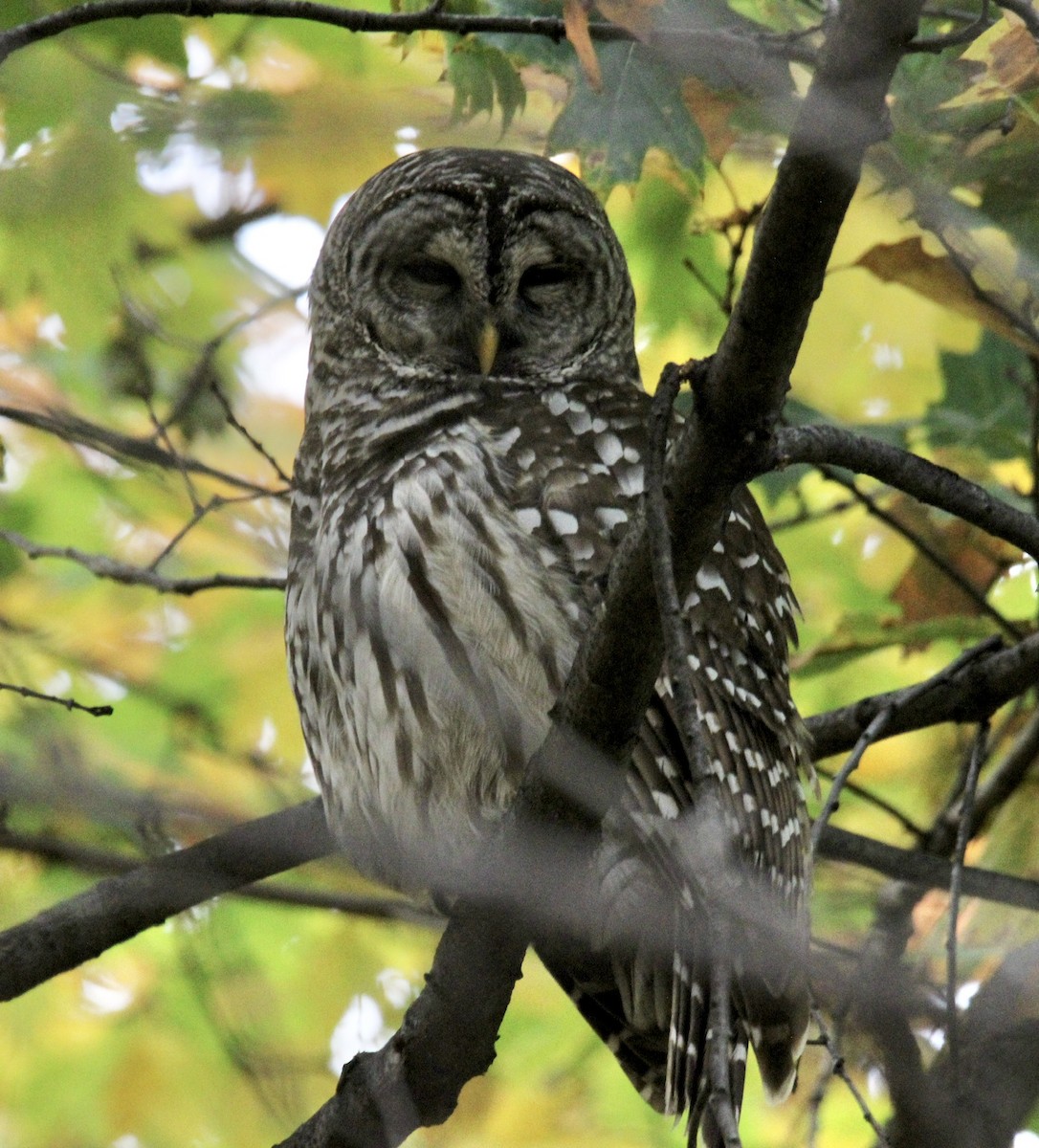 Barred Owl - ML644836867