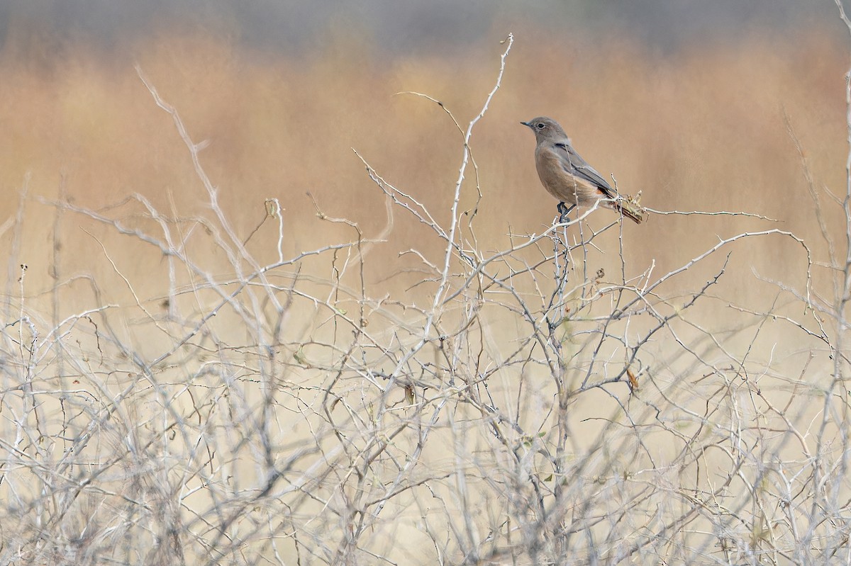 White-winged Redstart - ML644836870