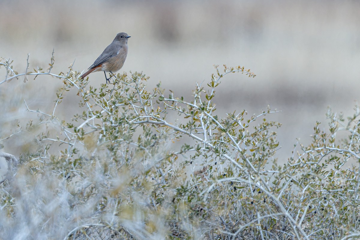 White-winged Redstart - ML644836871