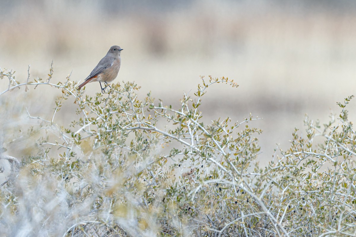 White-winged Redstart - ML644836872