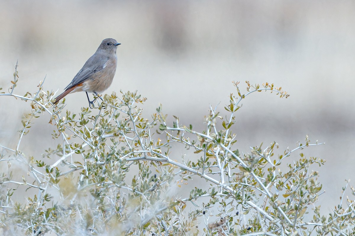White-winged Redstart - ML644836873
