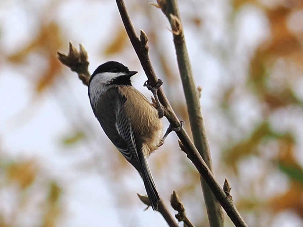 Amerika Baştankarası - ML644836879