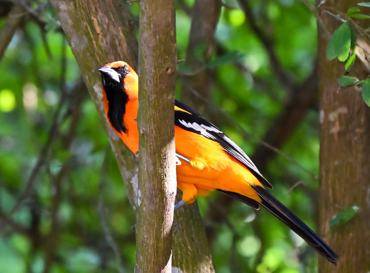 Altamira Oriole - ML644836882