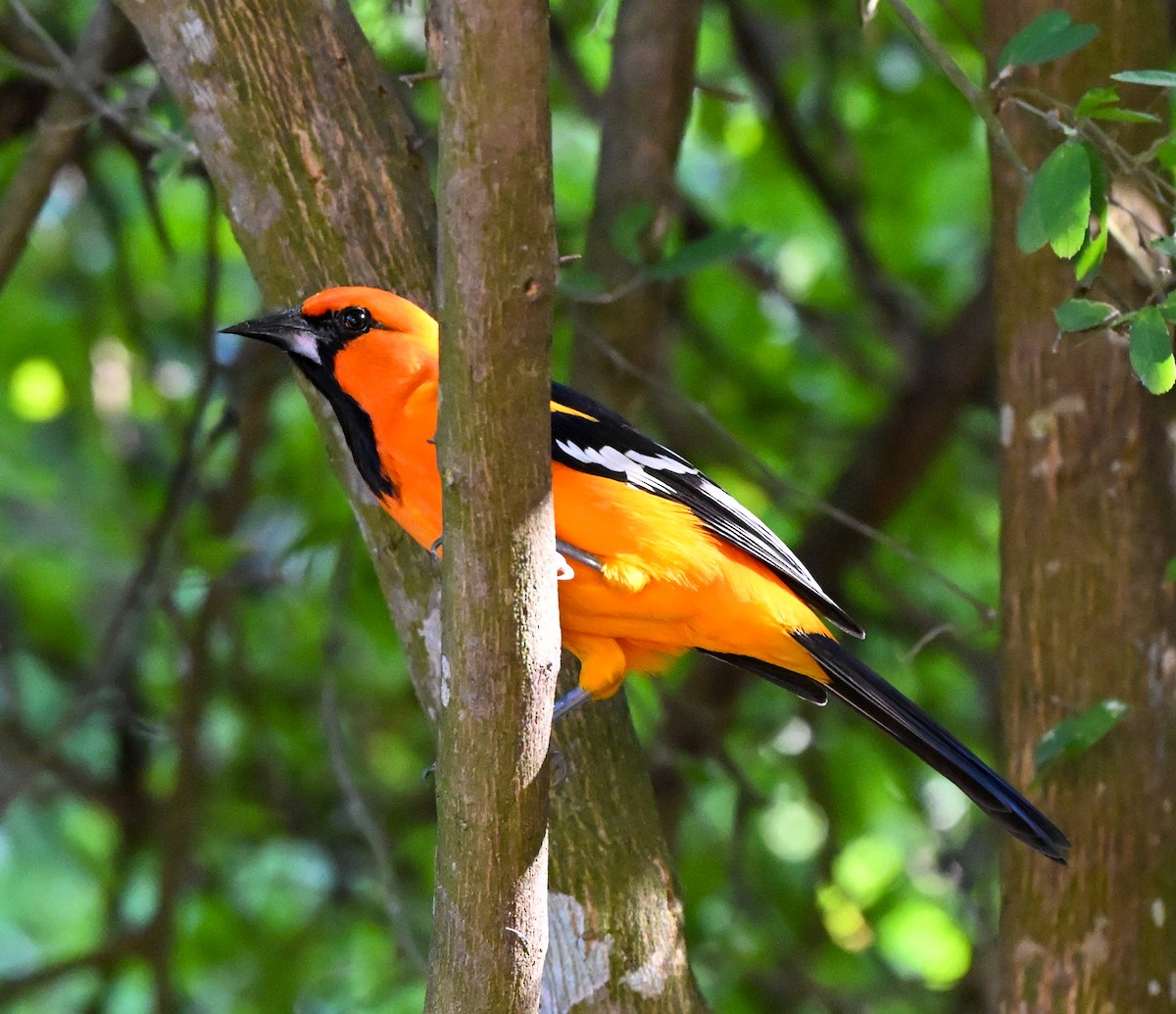 Altamira Oriole - ML644836883