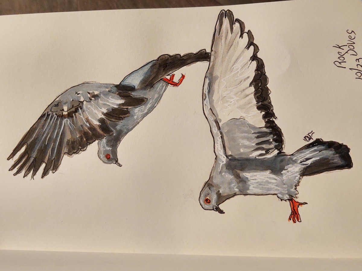 カワラバト（ドバト、家畜型） - ML644836886