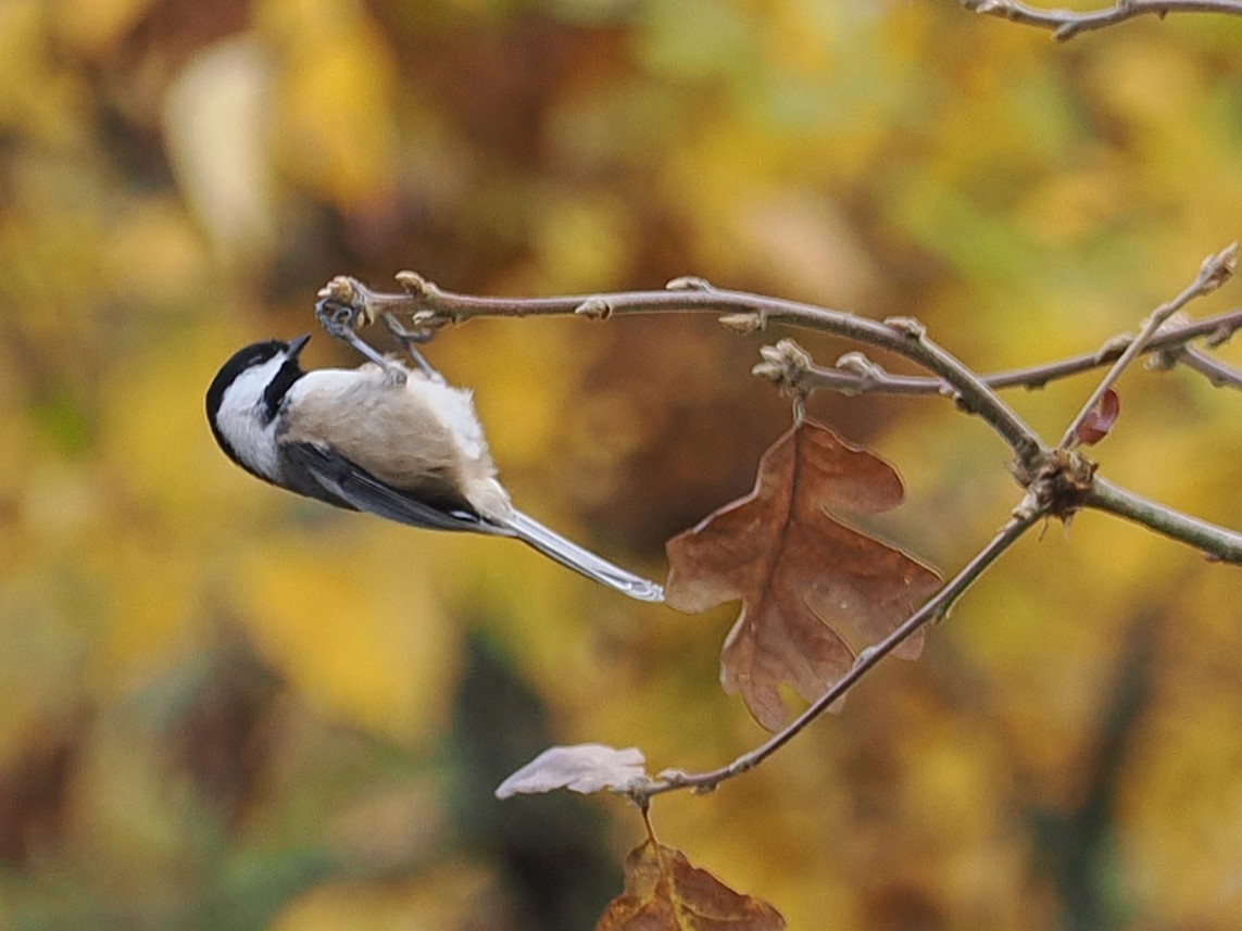 Amerika Baştankarası - ML644836887
