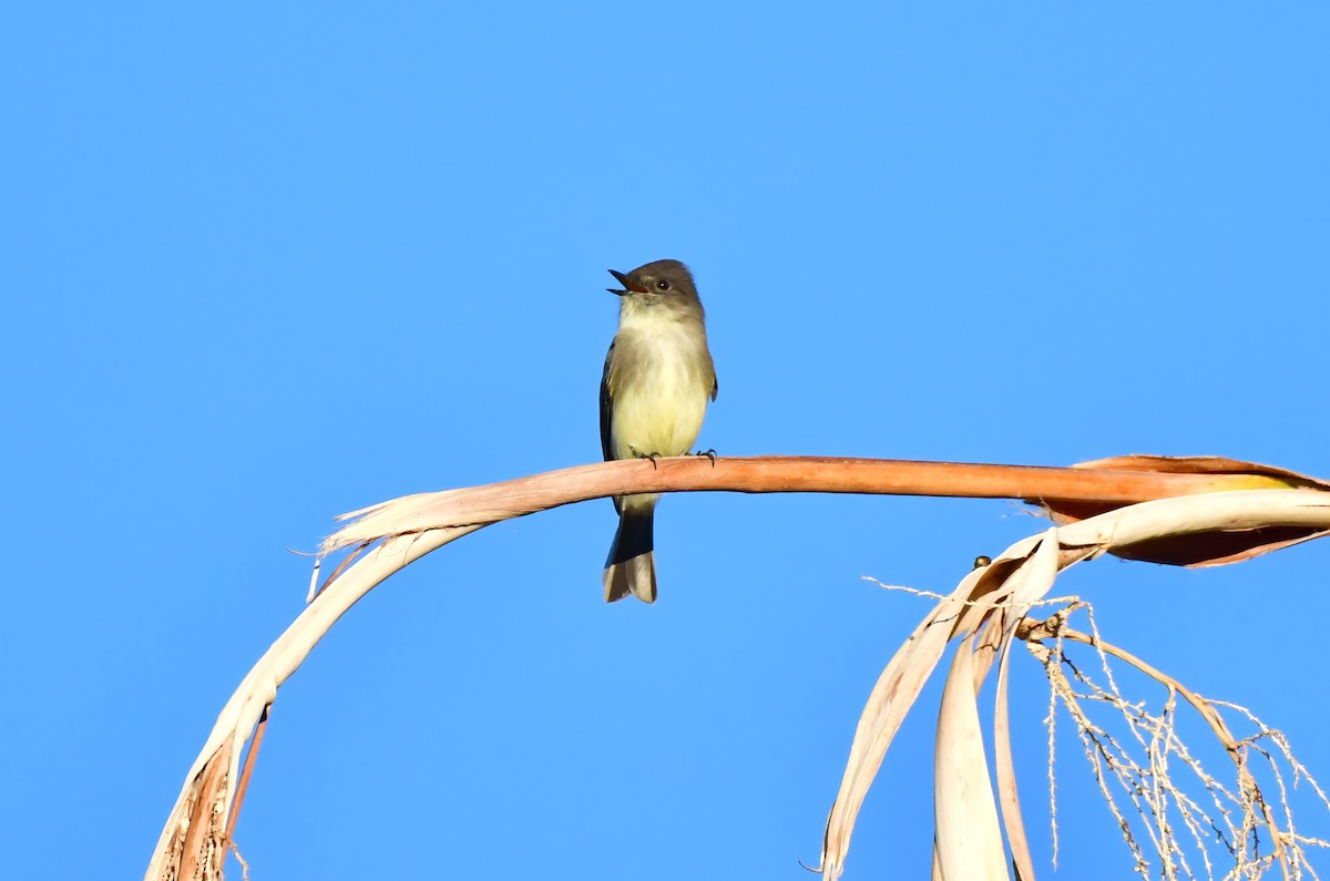 Eastern Phoebe - ML644836894