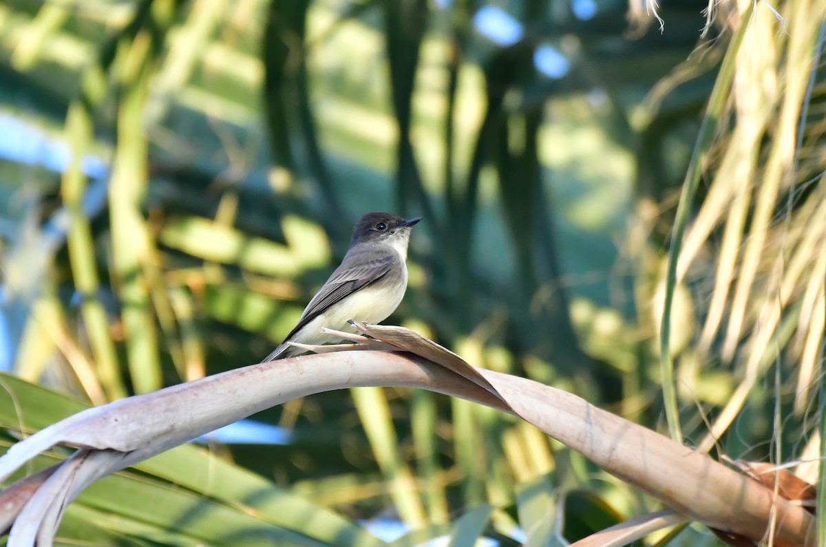 Eastern Phoebe - ML644836895