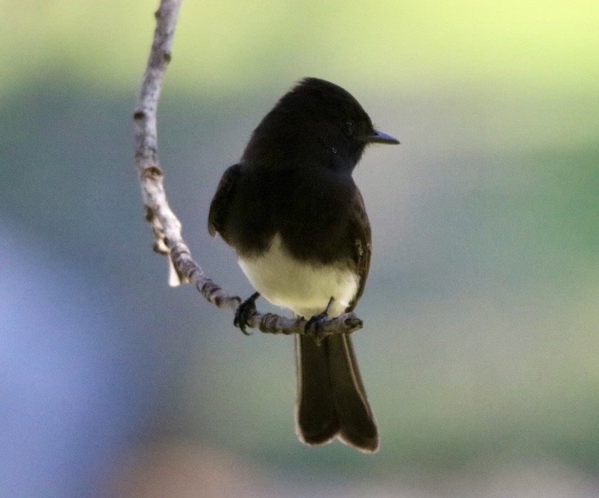Black Phoebe - ML644836898