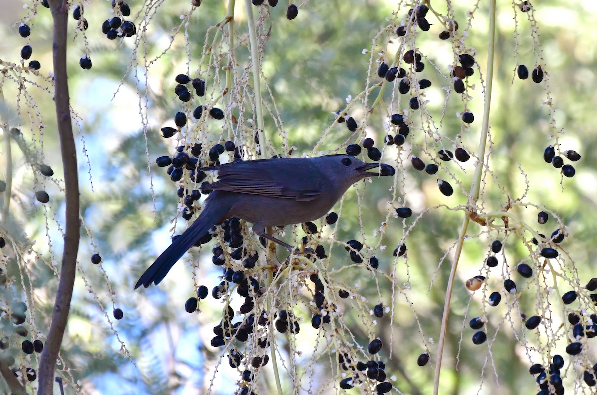 Gray Catbird - ML644836900