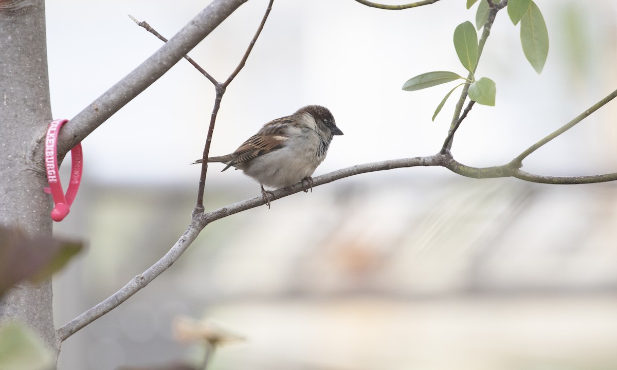 Gorrión Común - ML644836901