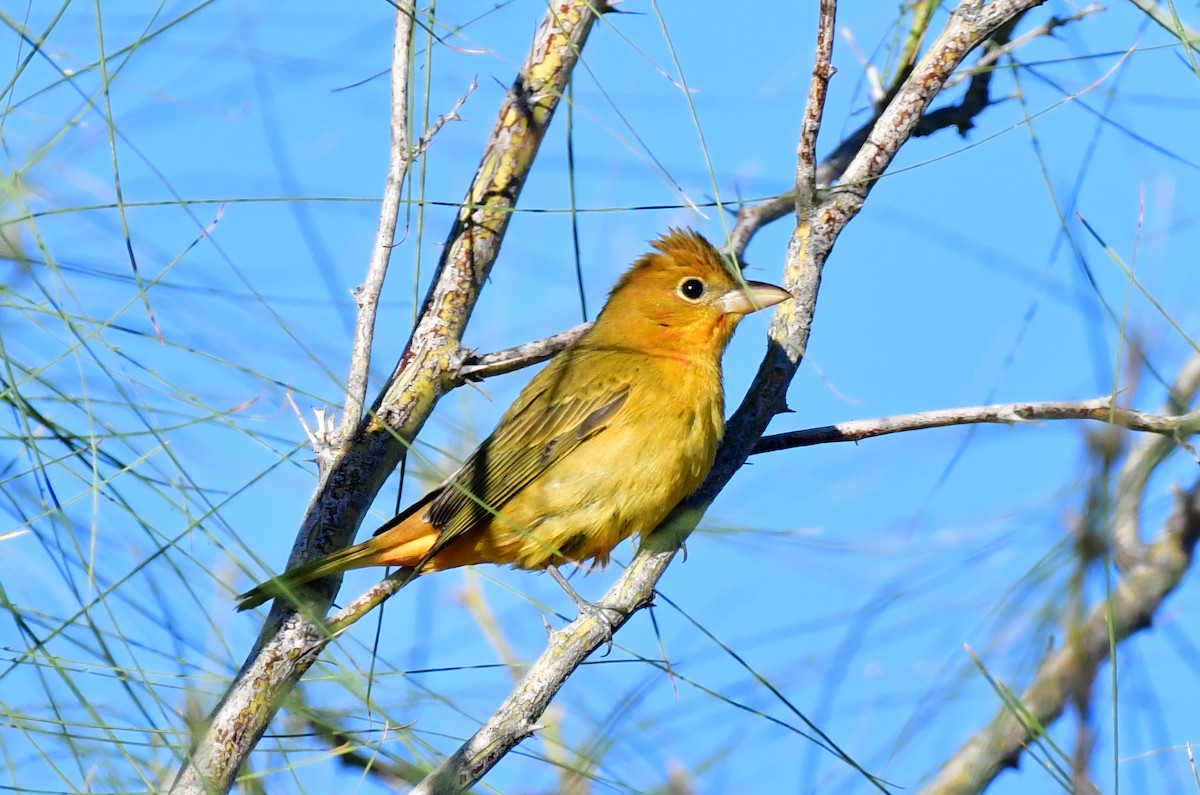 Summer Tanager - ML644836907