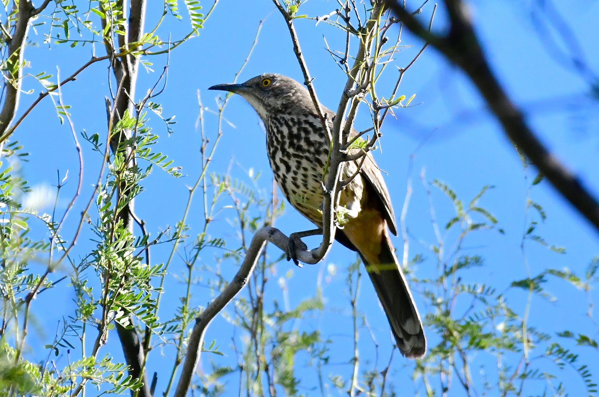 Gray Thrasher - ML644836917