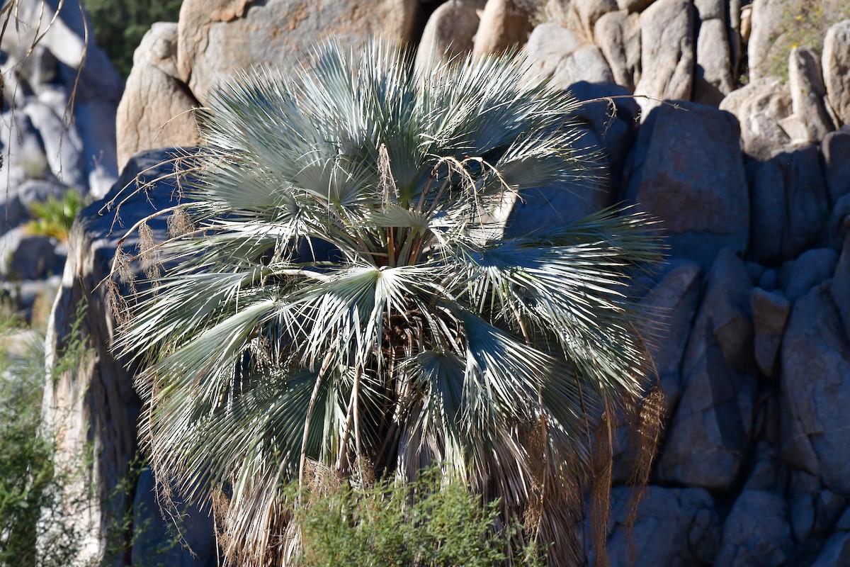 Animals - ML644836925