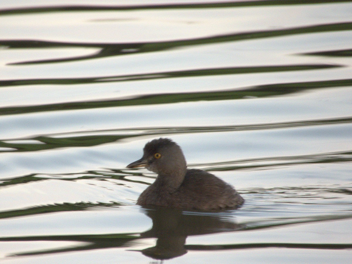 Amerika Küçük Batağanı - ML644836926