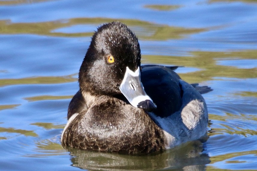 Ring-necked Duck - ML644836928