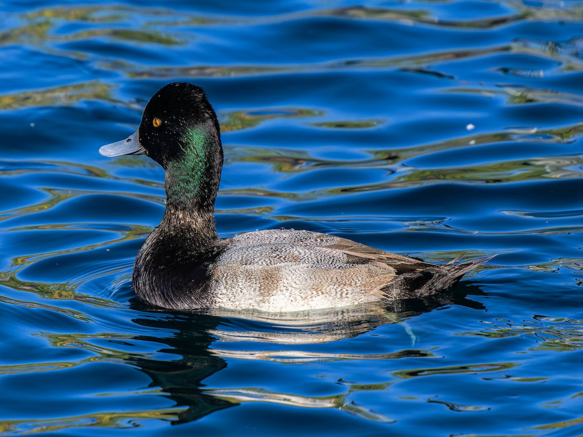 Lesser Scaup - ML644836930