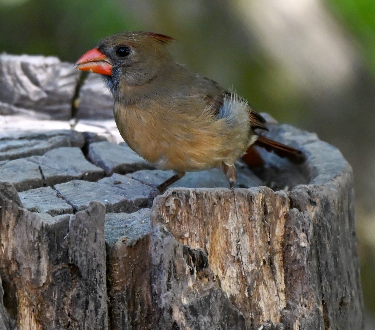 Rotkardinal - ML644836931