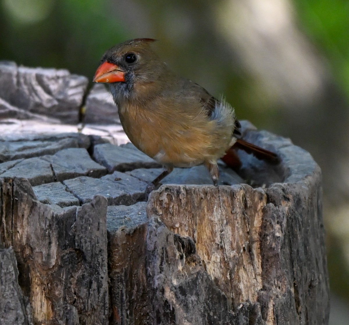 Rotkardinal - ML644836932