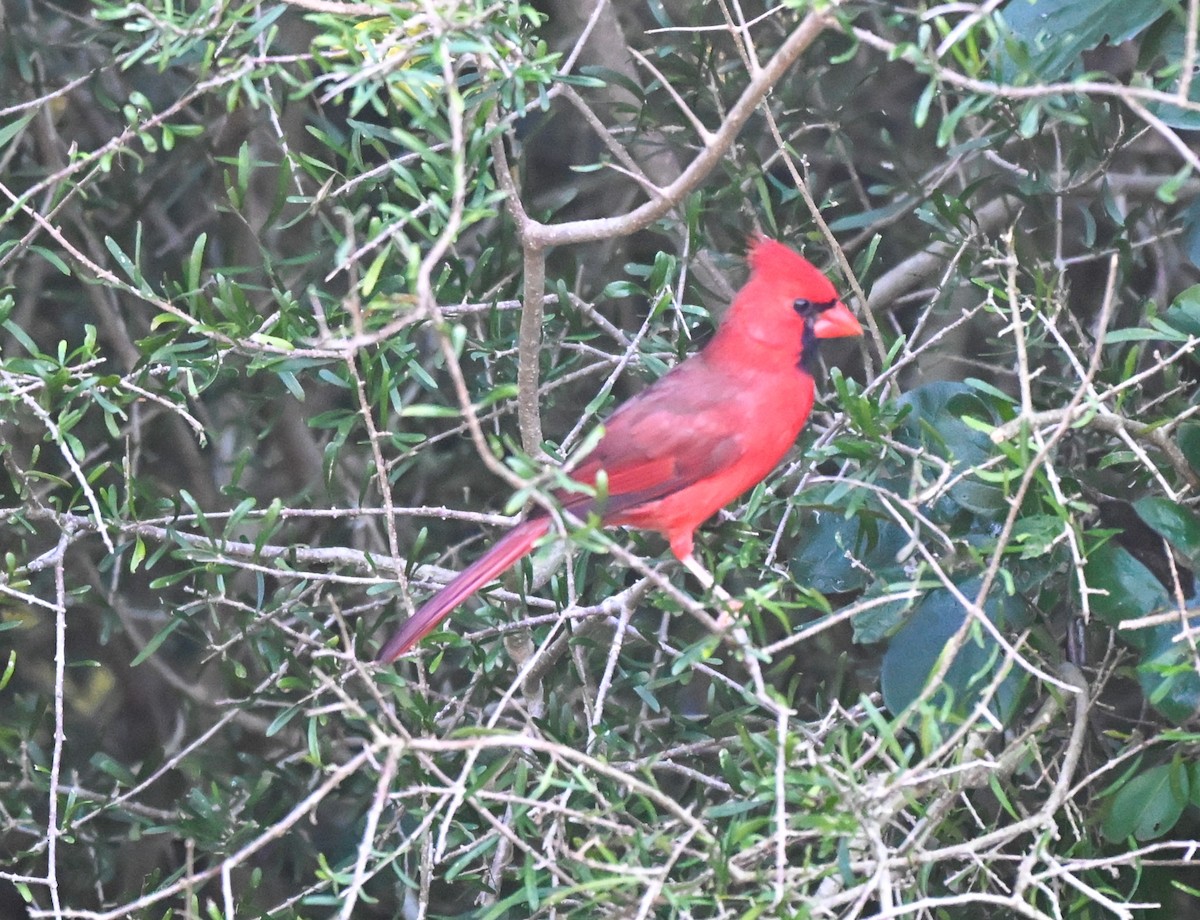 Rotkardinal - ML644836933