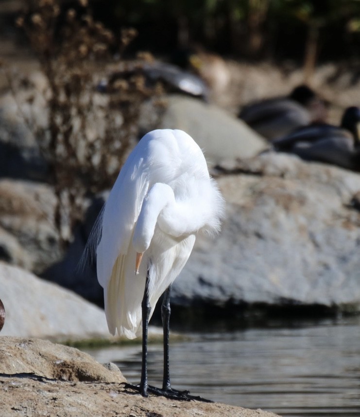 Great Egret - ML644836935