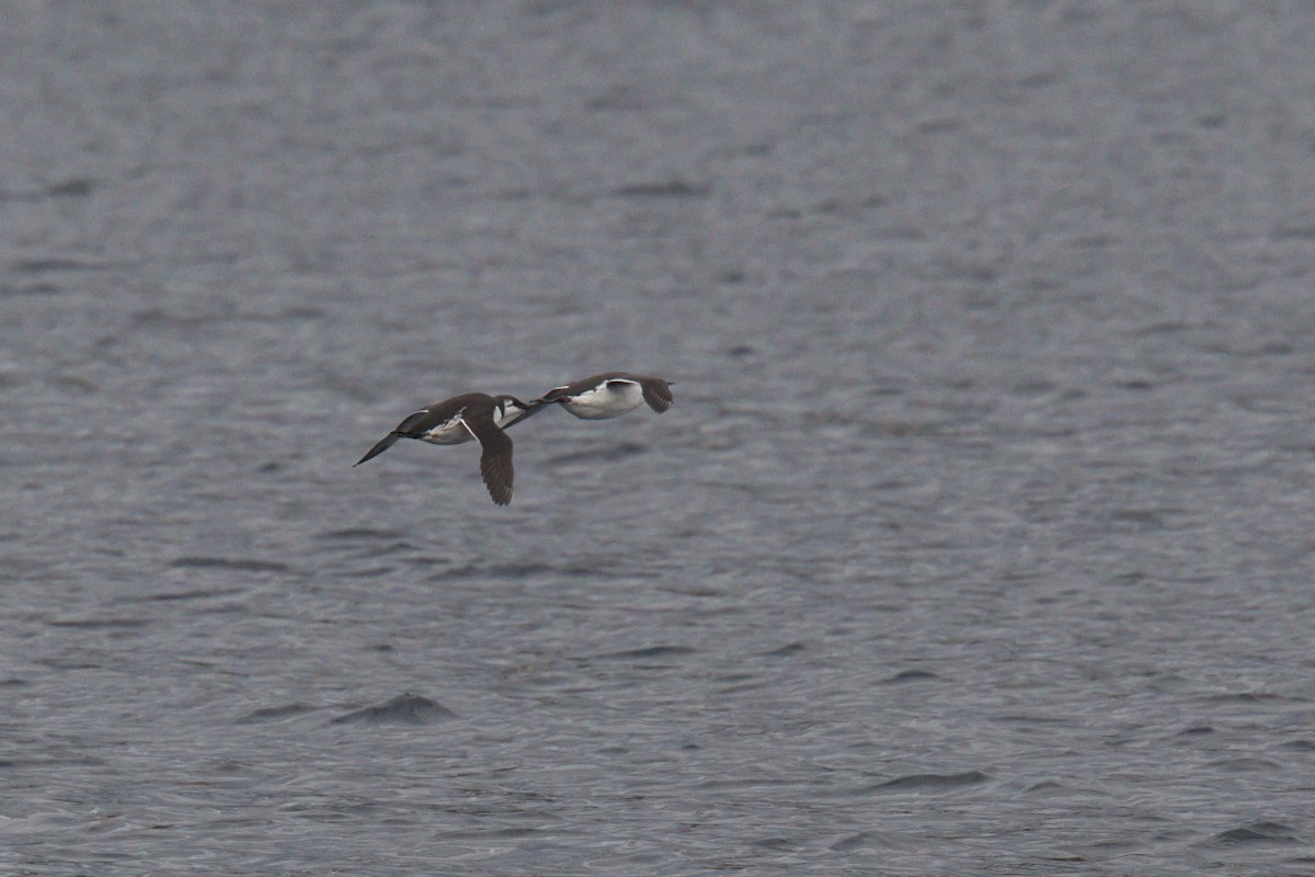 Common Murre - ML644836939