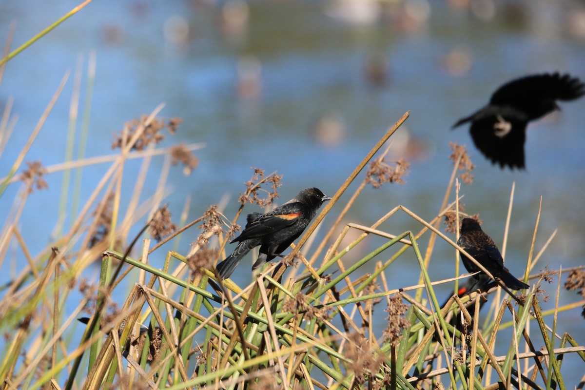 Red-winged Blackbird - ML644836944