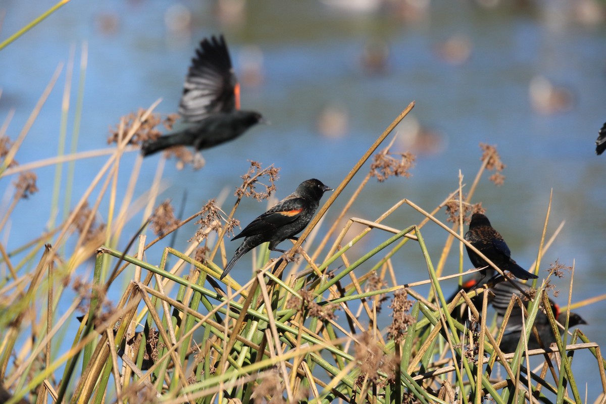 Red-winged Blackbird - ML644836945