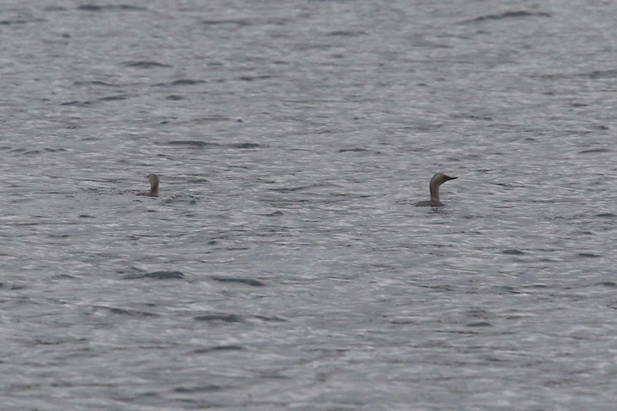 Red-throated Loon - ML644836947
