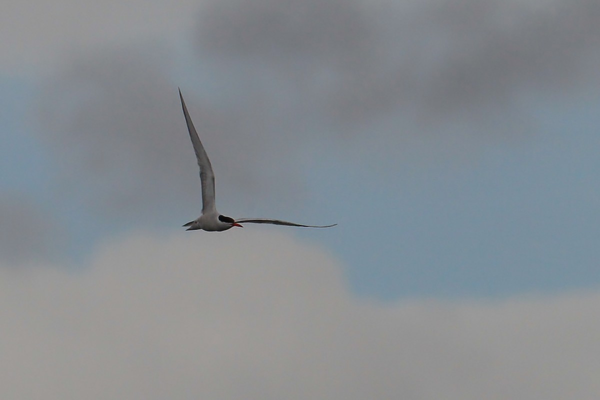 Common Tern - ML644836949