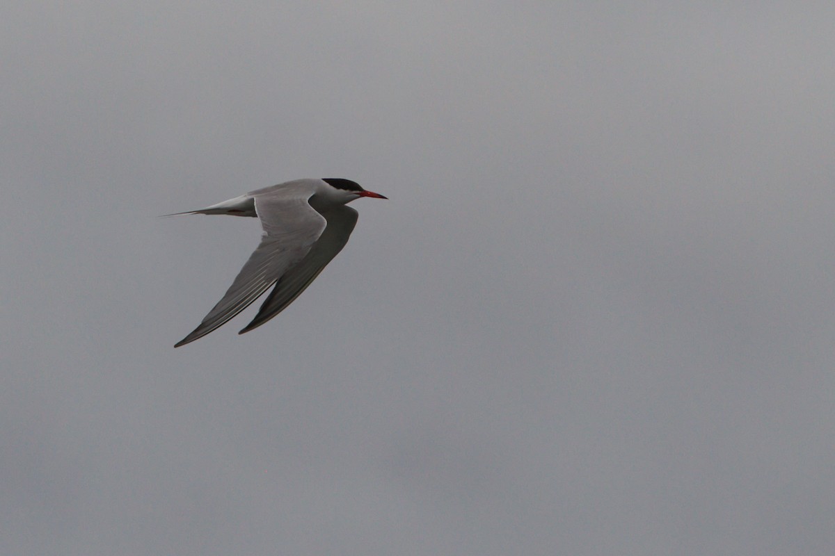 Common Tern - ML644836950